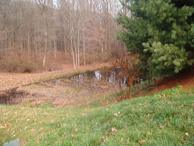 pond2.jpg